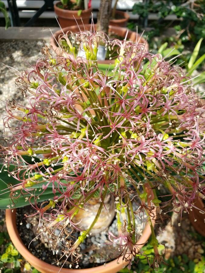 Boophone disticha flower