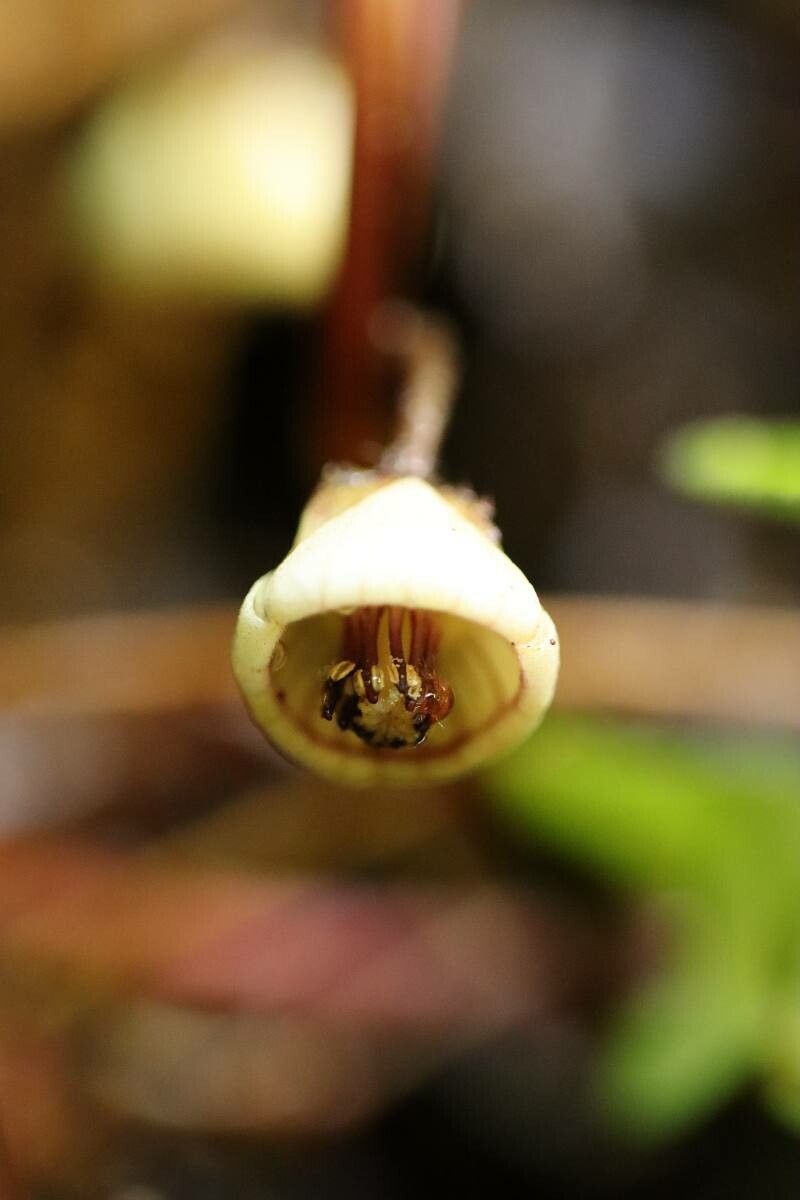 Asarum caulescens — search result for 'Asarum'