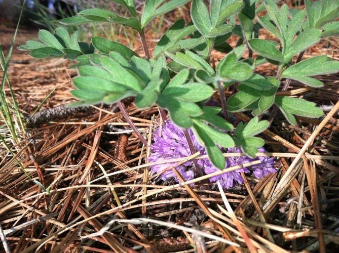 Hydrophyllum capitatum habit
