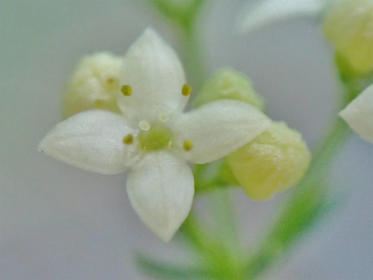 Galium pusillum flower