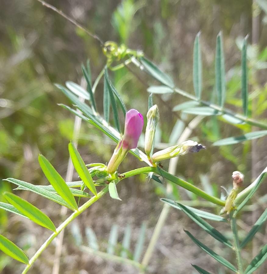 Vicia platensis flower