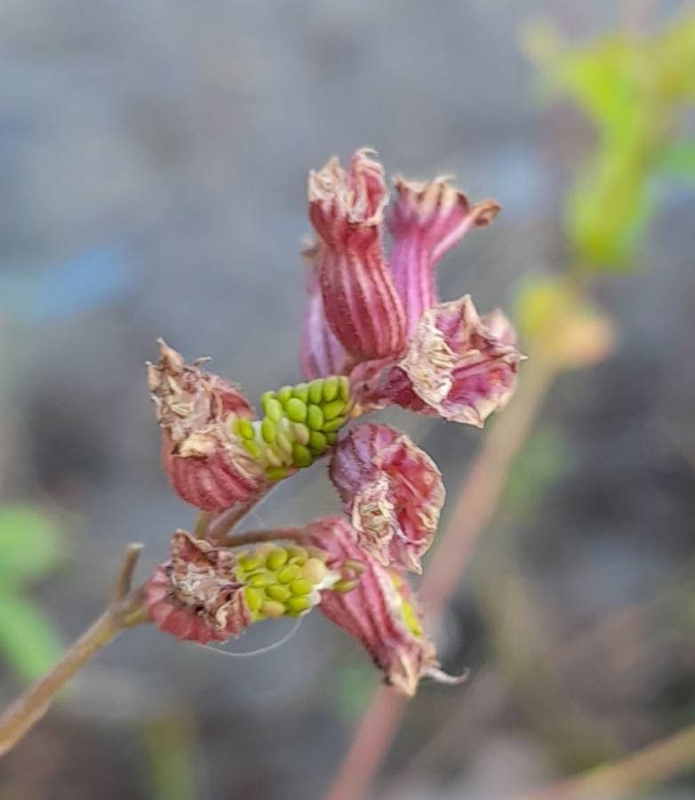 Cuphea glutinosa fruit
