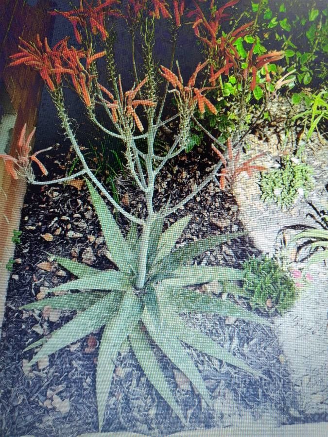 Manfreda variegata flower