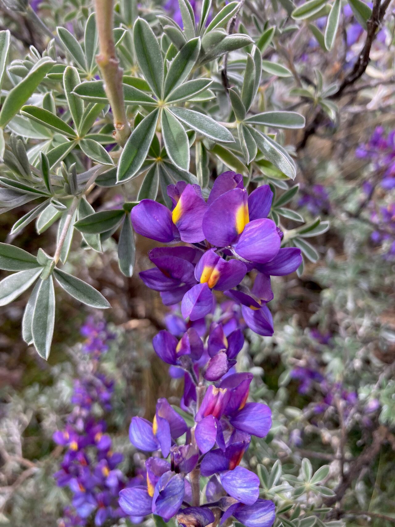 Lupinus ballianus flower