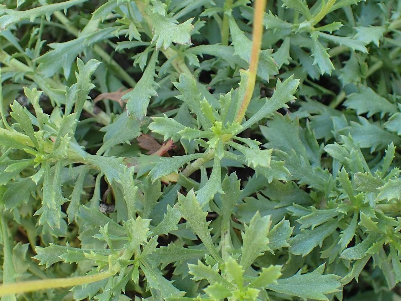 Haplopappus glutinosus habit