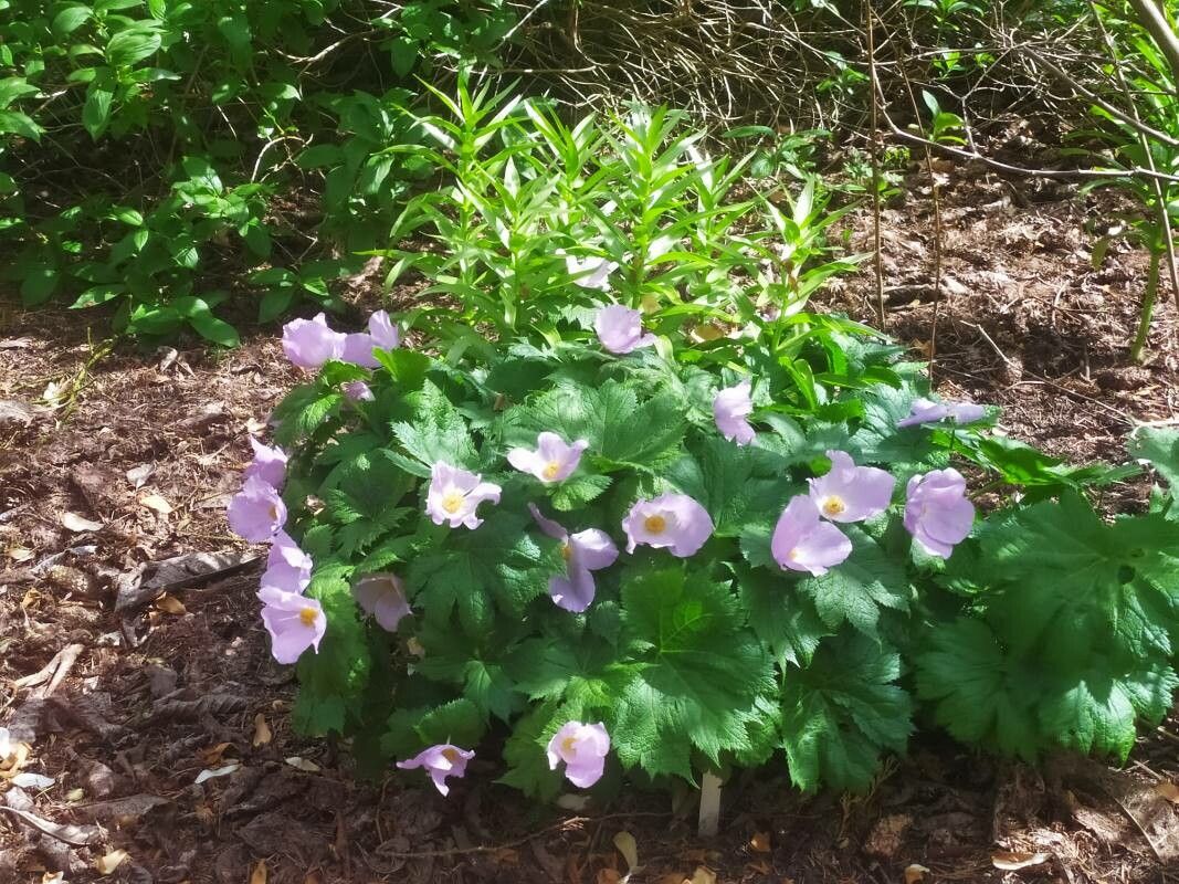 Glaucidium palmatum flower