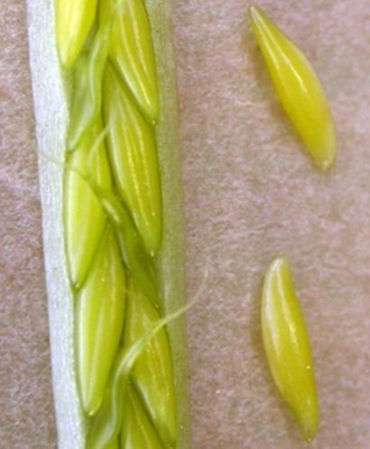 Zostera marina fruit