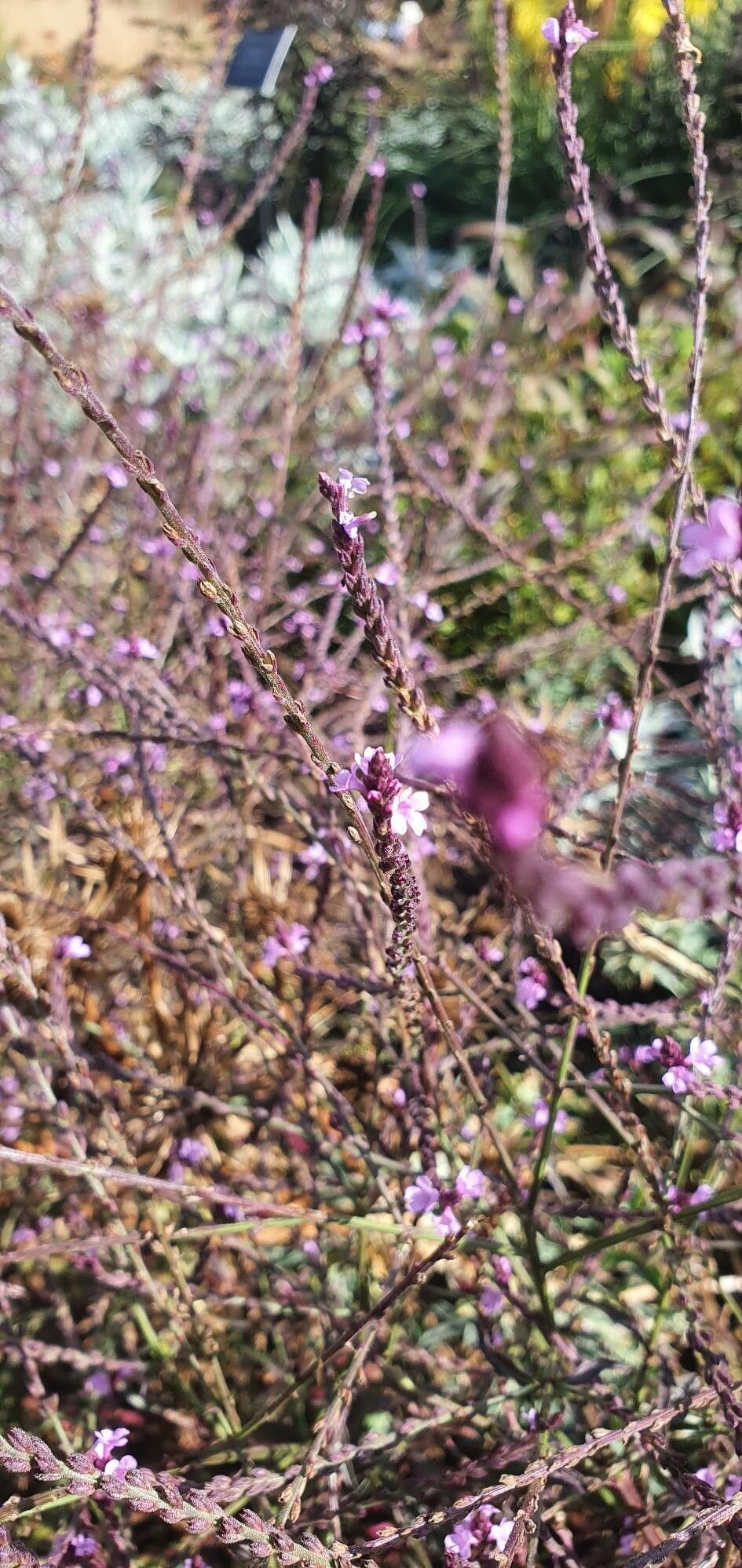 Verbena menthifolia flower