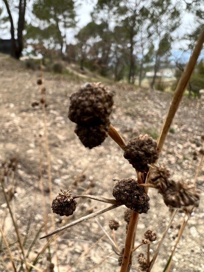 Scirpoides holoschoenus fruit