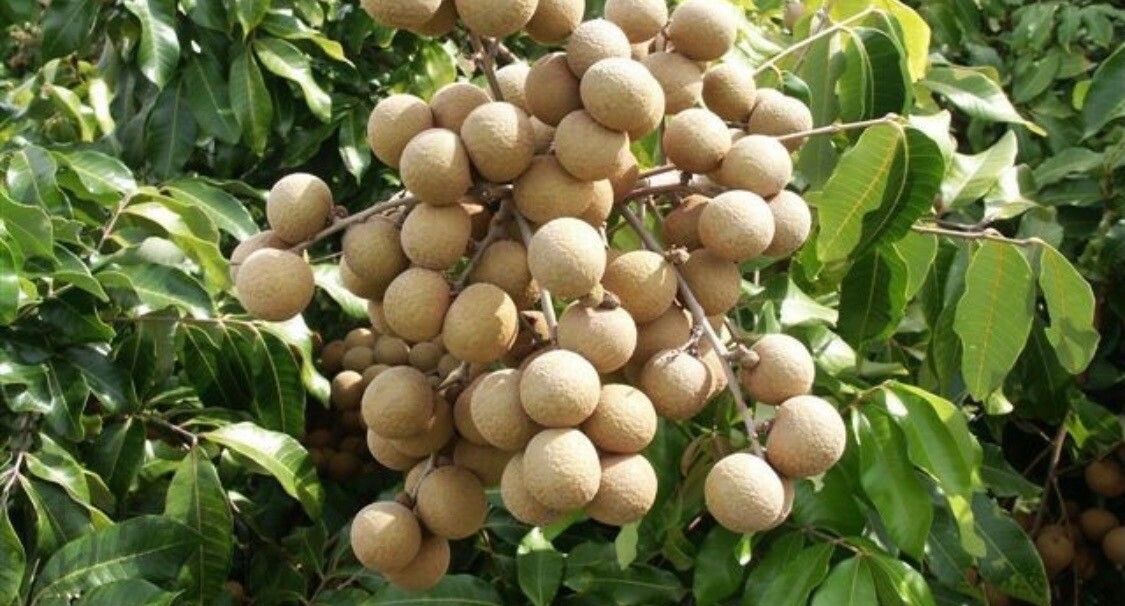 Dimocarpus longan fruit