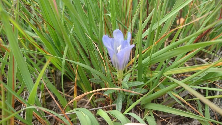 Gentiana pneumonanthe flower