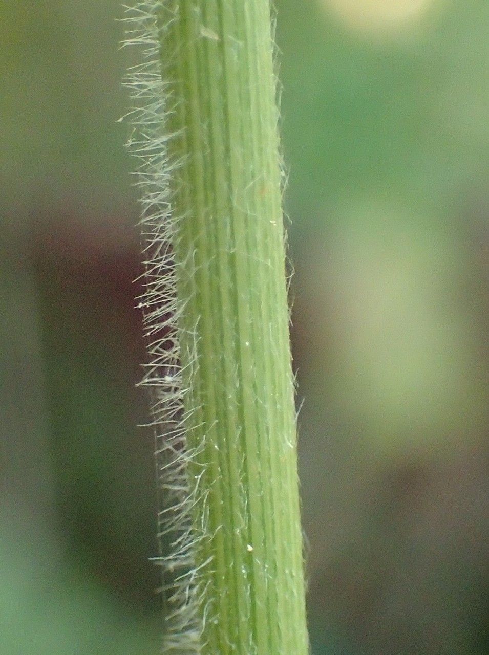 Stipa calamagrostis bark