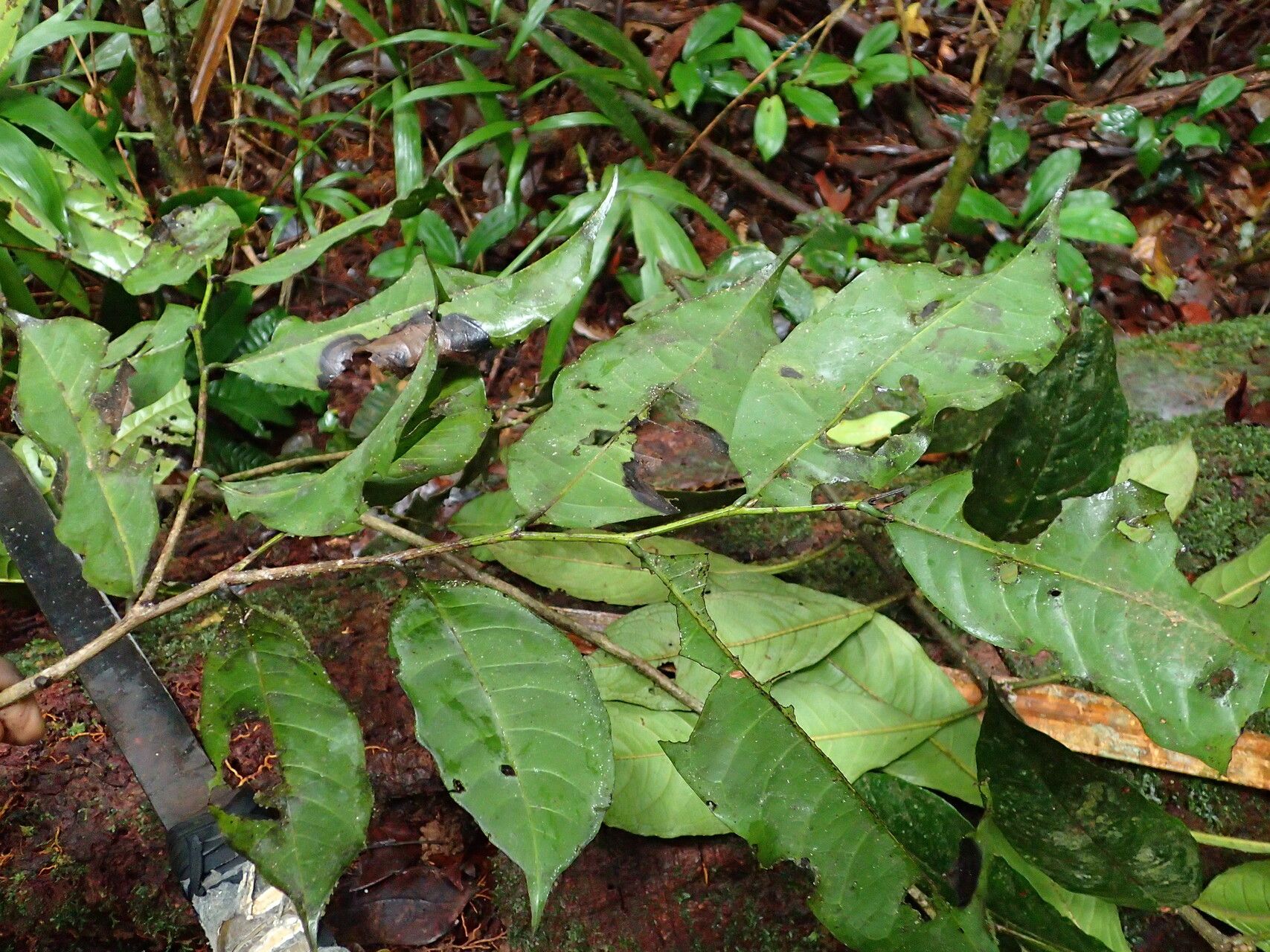 Hexalobus salicifolius habit