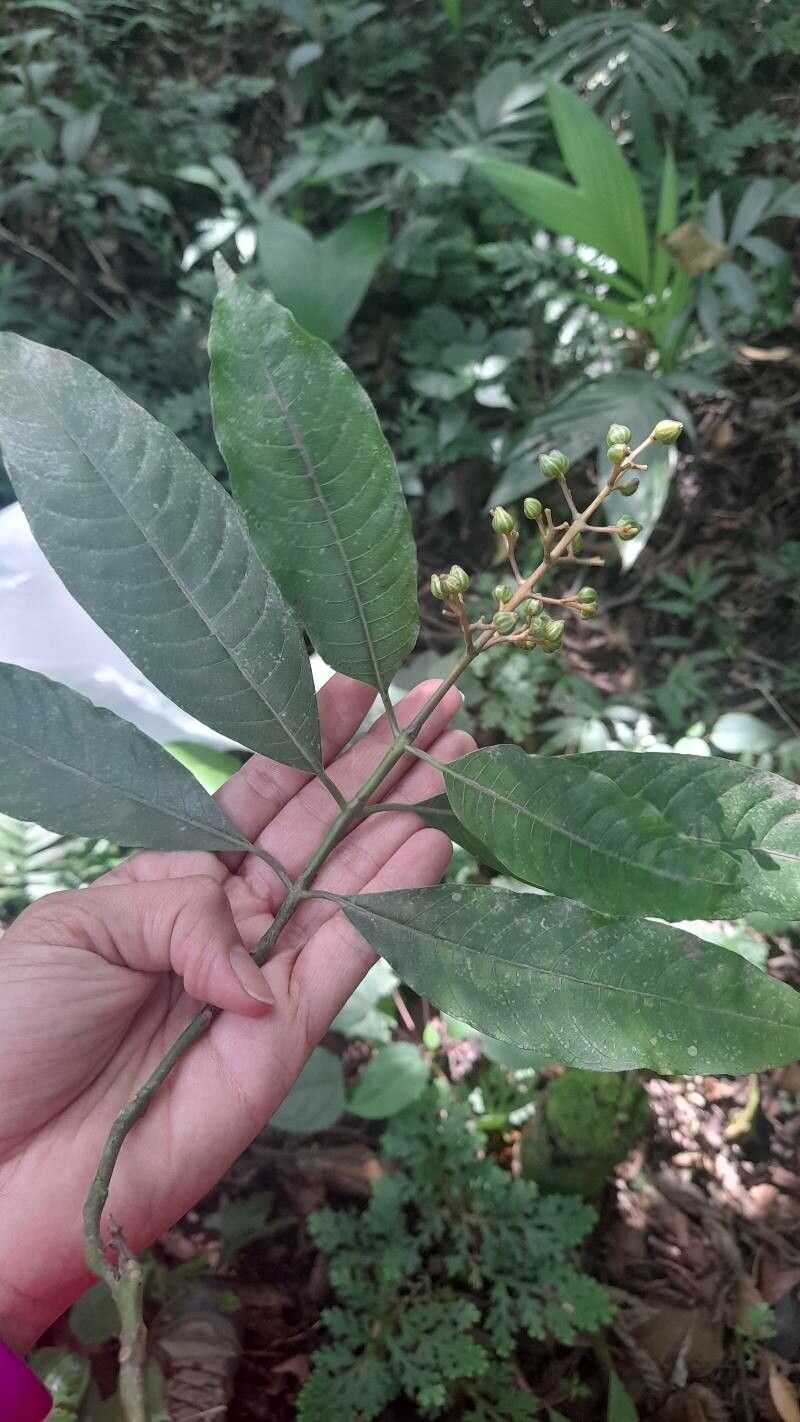 Vismia camparaguey fruit