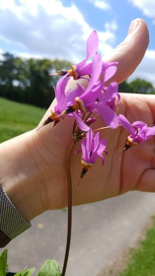 Primula fragrans — search result for 'Primula'