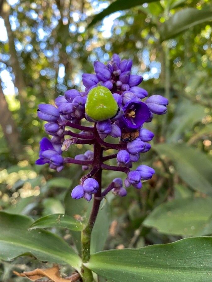 Dichorisandra procera — houseplant care guide