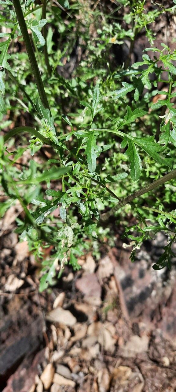 Scrophularia glabrata leaf