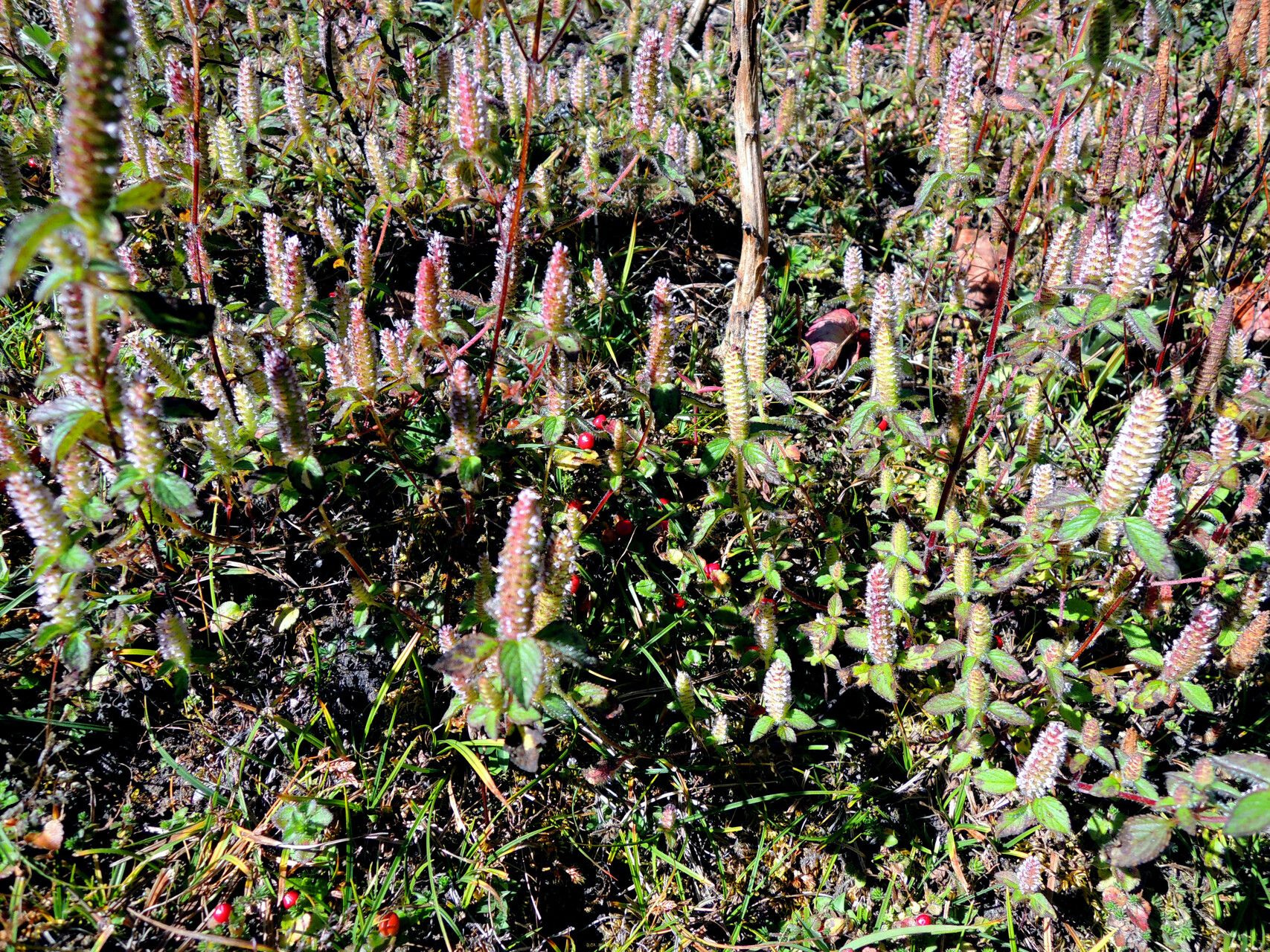 Elsholtzia strobilifera flower