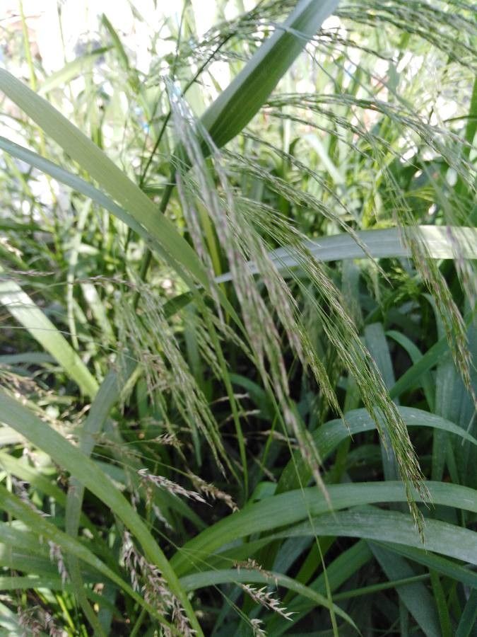 Eragrostis japonica leaf