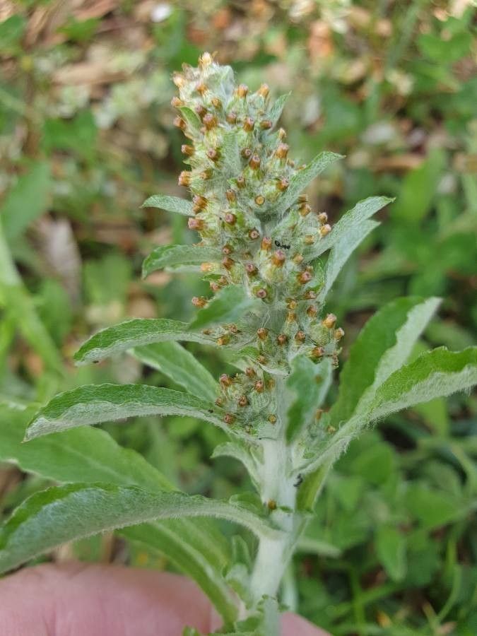 Gnaphalium purpureum flower