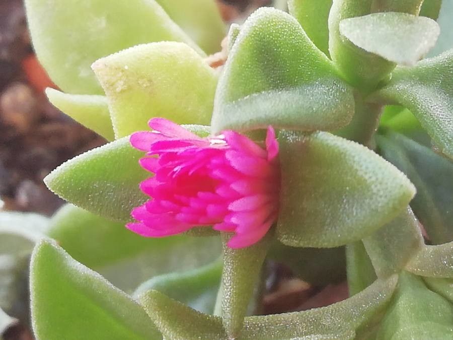 Aptenia cordifolia flower