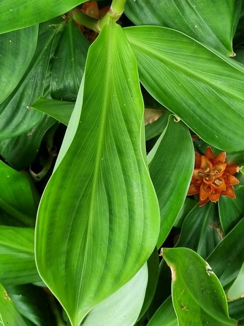 Costus curvibracteatus — search result for 'Panama'