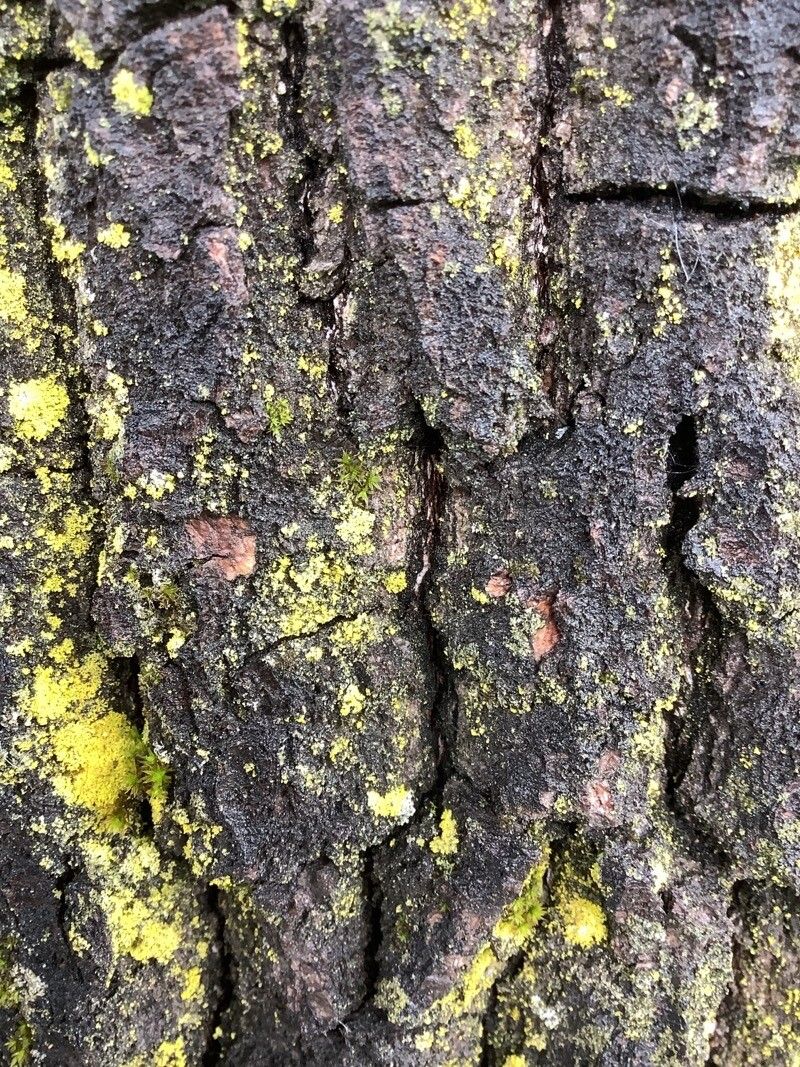 Shorea acuminata bark