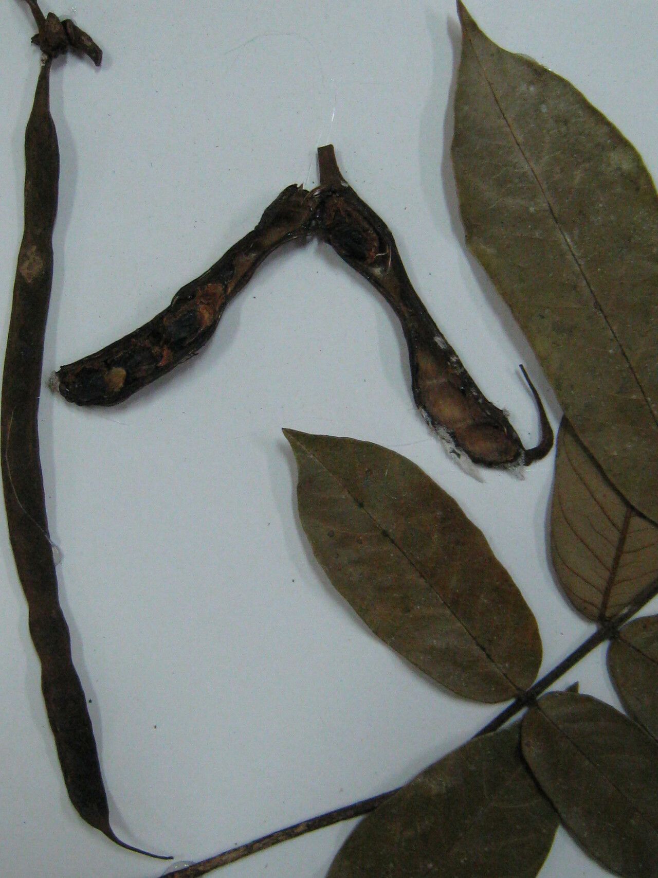 Swartzia longicarpa — houseplant care guide