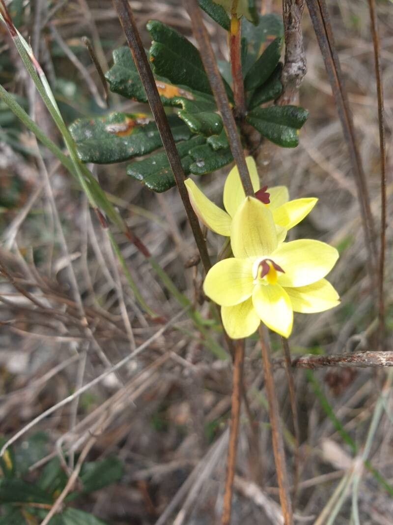 Thelymitra antennifera flower