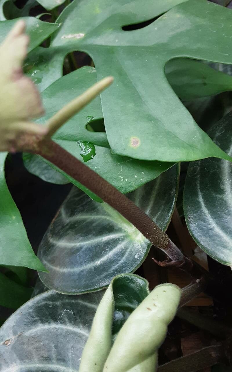 Peperomia pseudovariegata bark