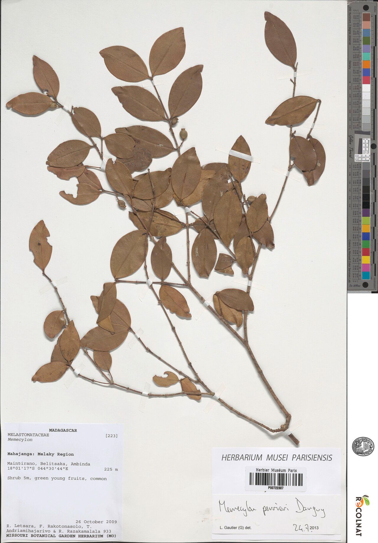 Memecylon perrieri — houseplant care guide