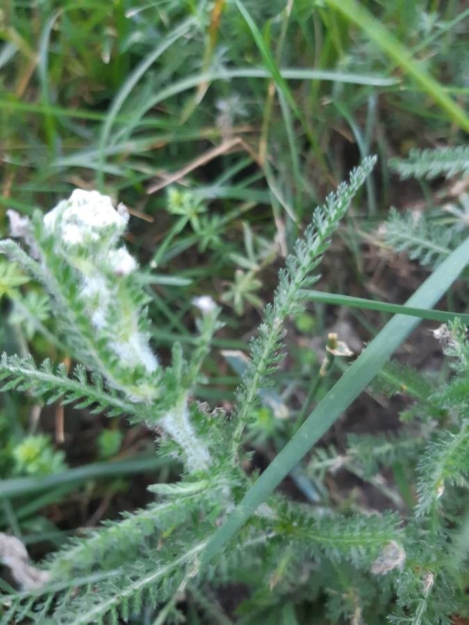 Achillea pannonica bark