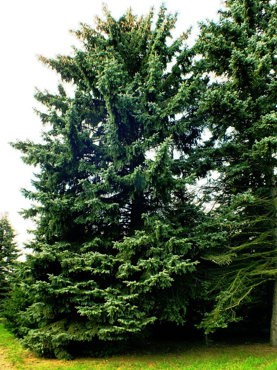 Abies magnifica habit