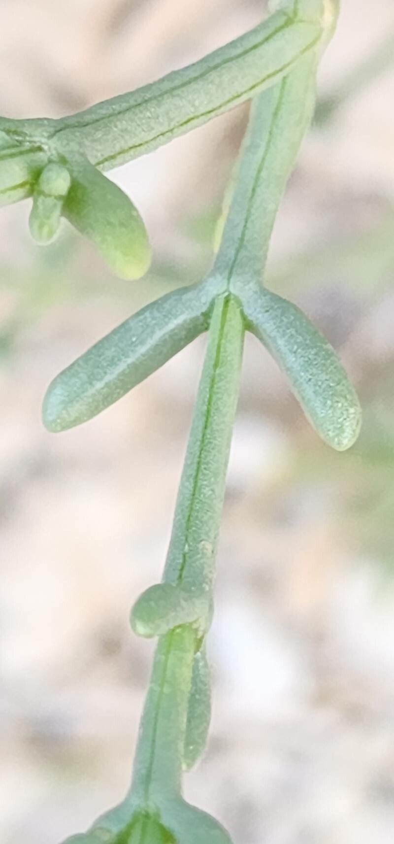 Salsola setifera — houseplant care guide