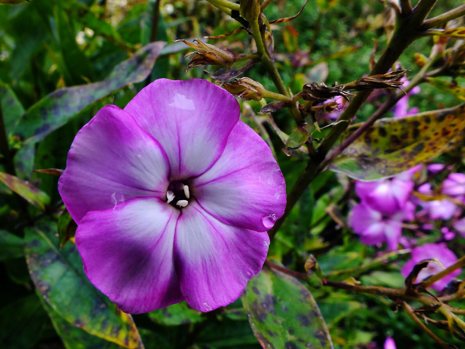 Phlox amplifolia flower