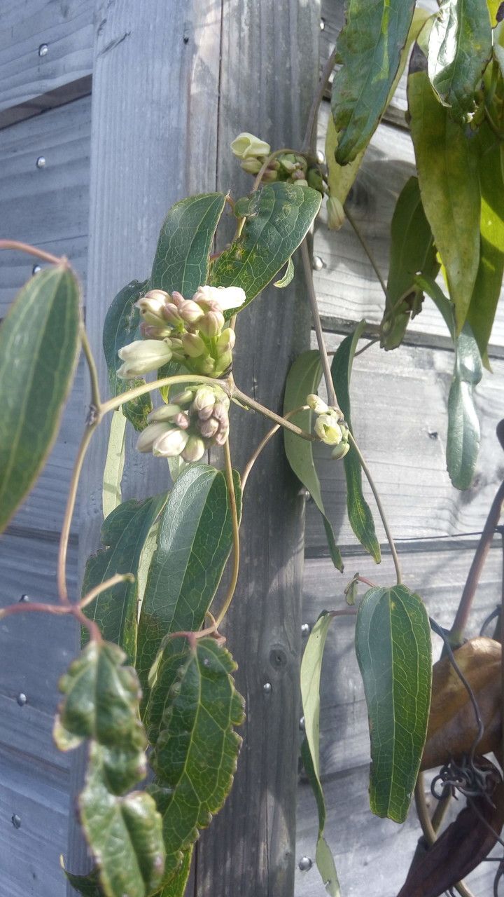 Clematis armandii fruit