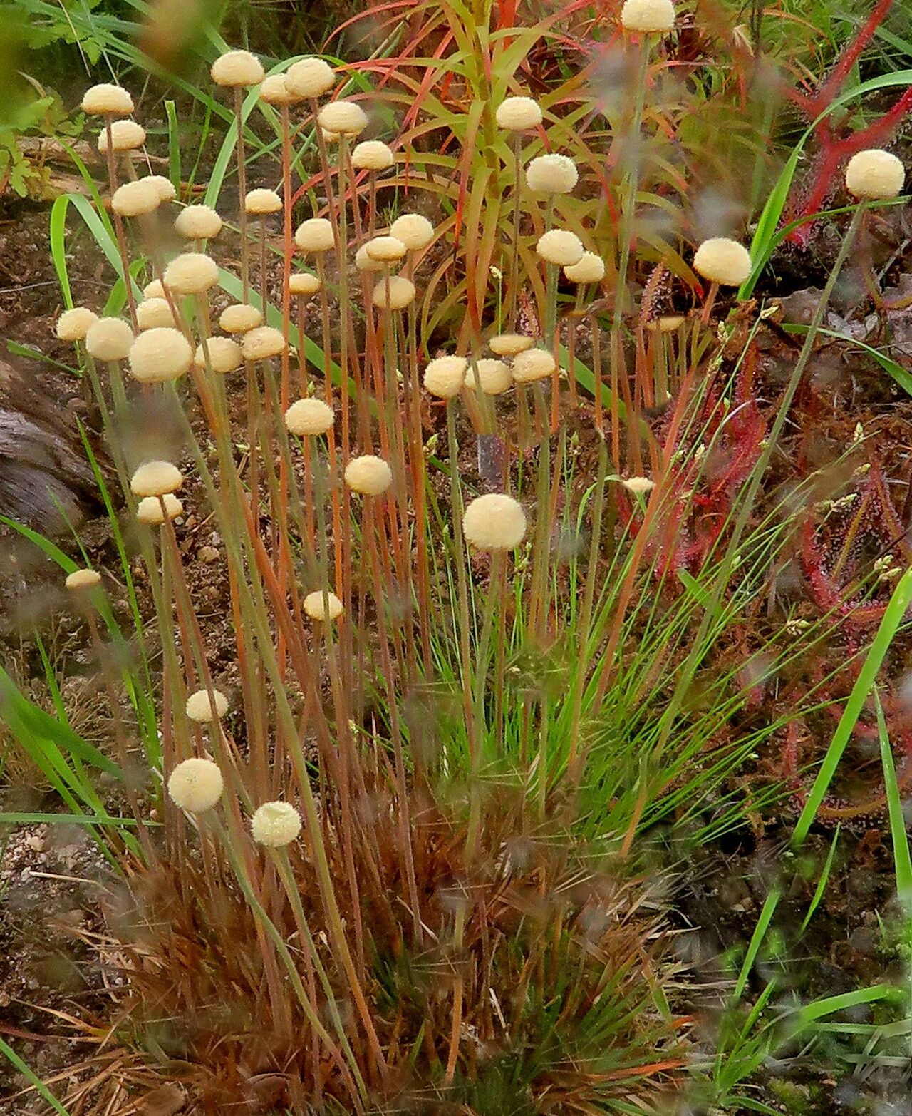 Paepalanthus tortilis habit