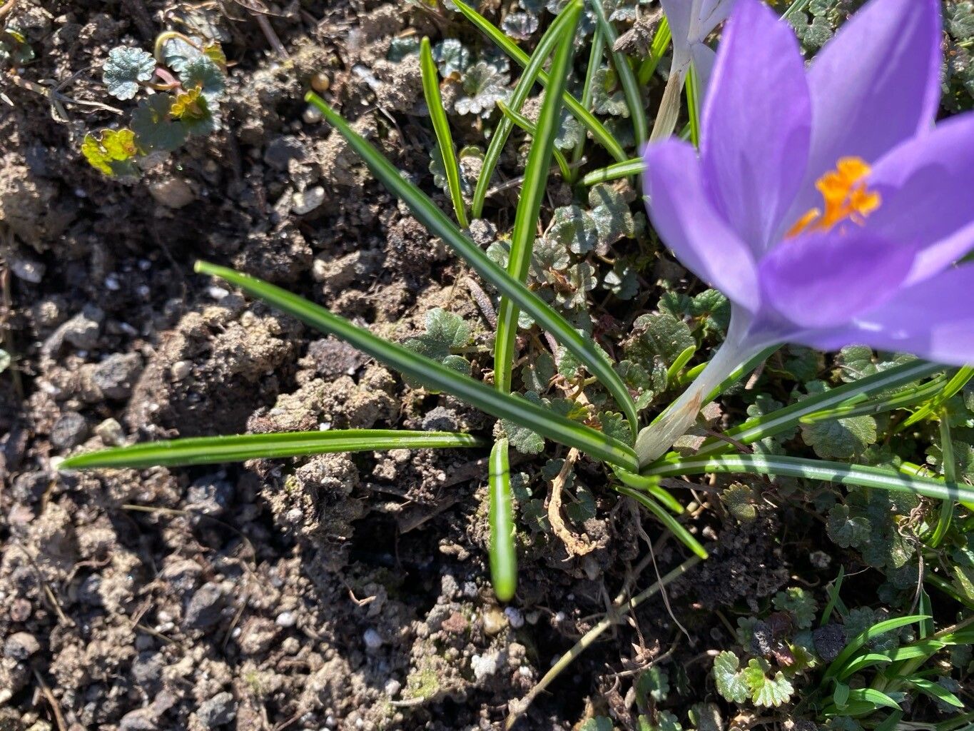 Crocus etruscus — search result for 'Crocus'