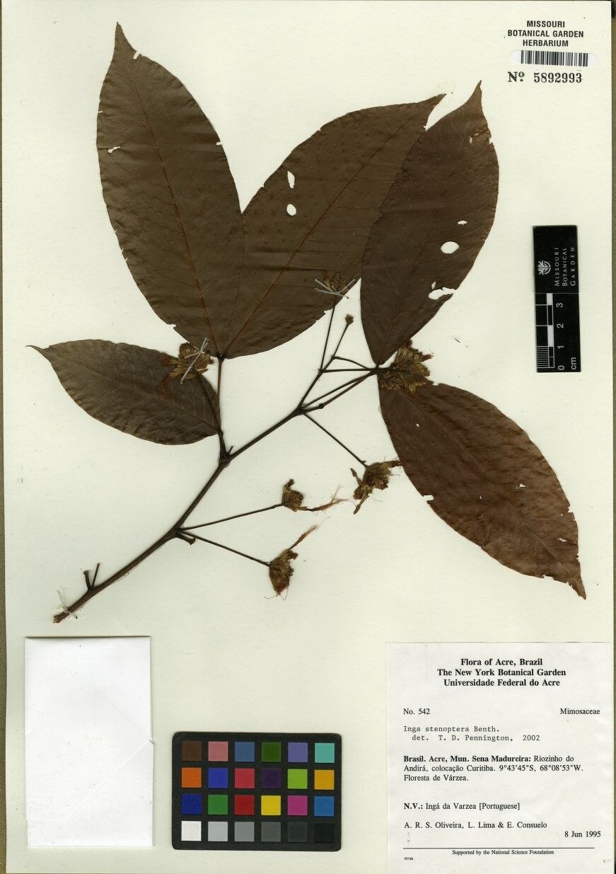 Inga stenoptera — houseplant care guide