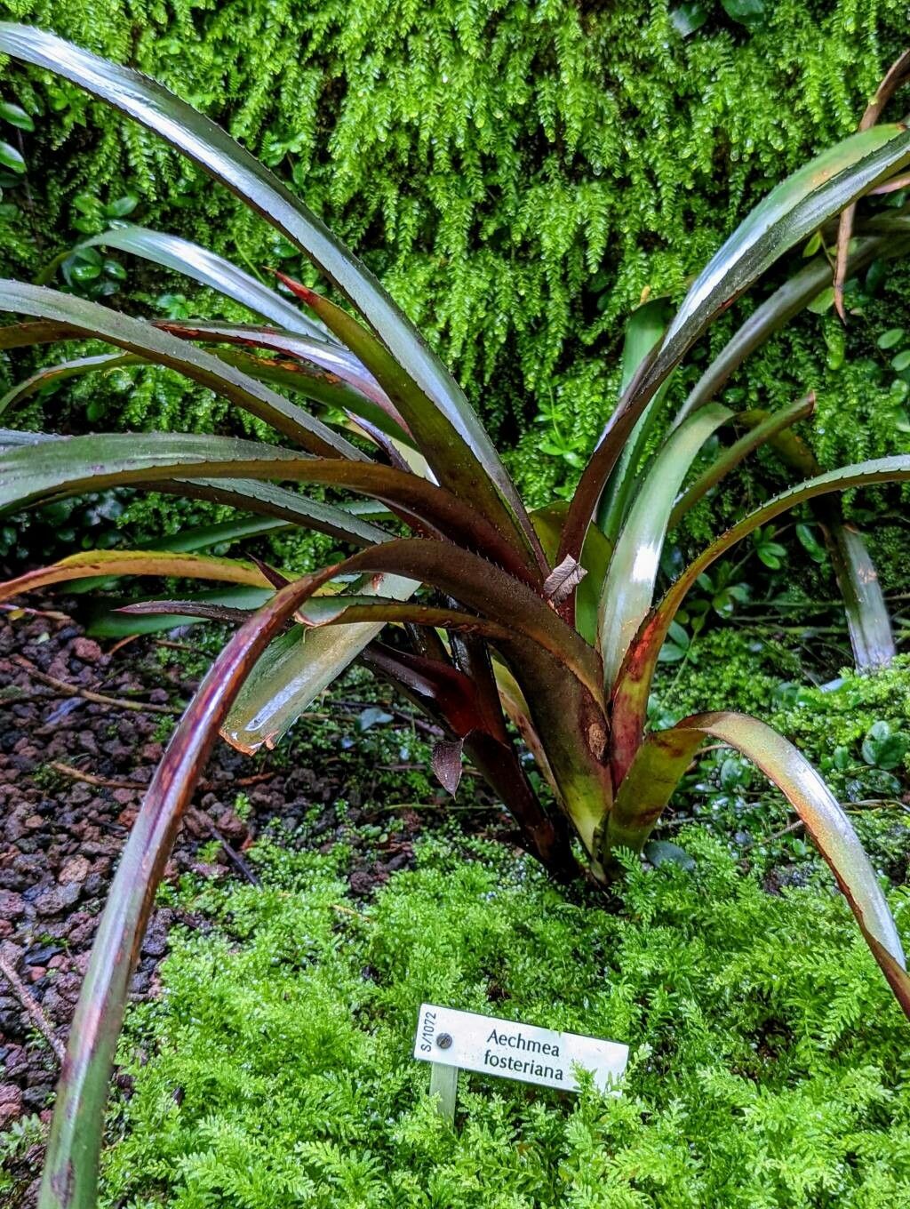 Aechmea fosteriana leaf