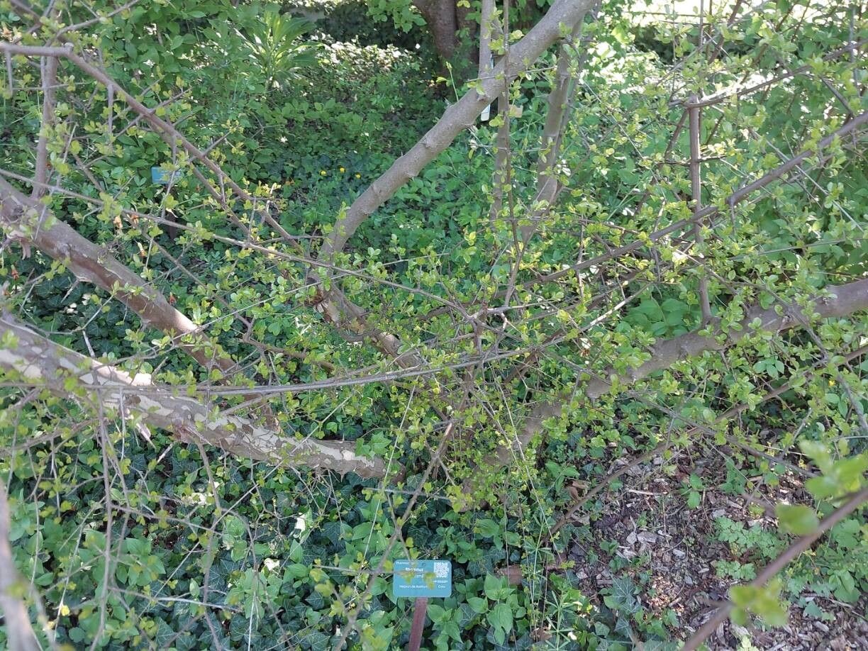 Rhamnus rosthornii other