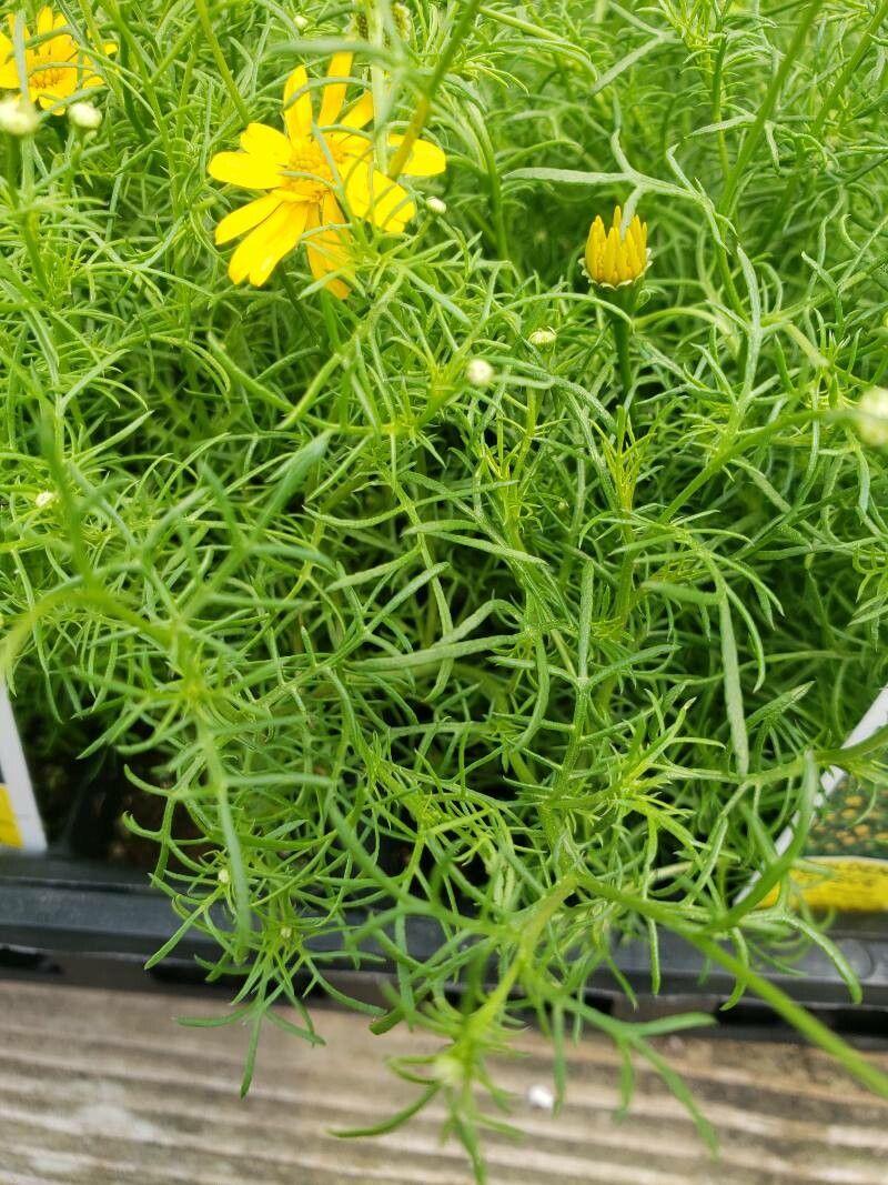 Thymophylla tenuiloba leaf