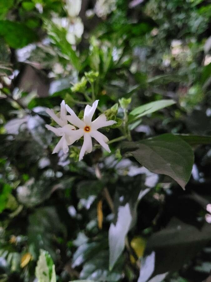 Nyctanthes arbor-tristis flower