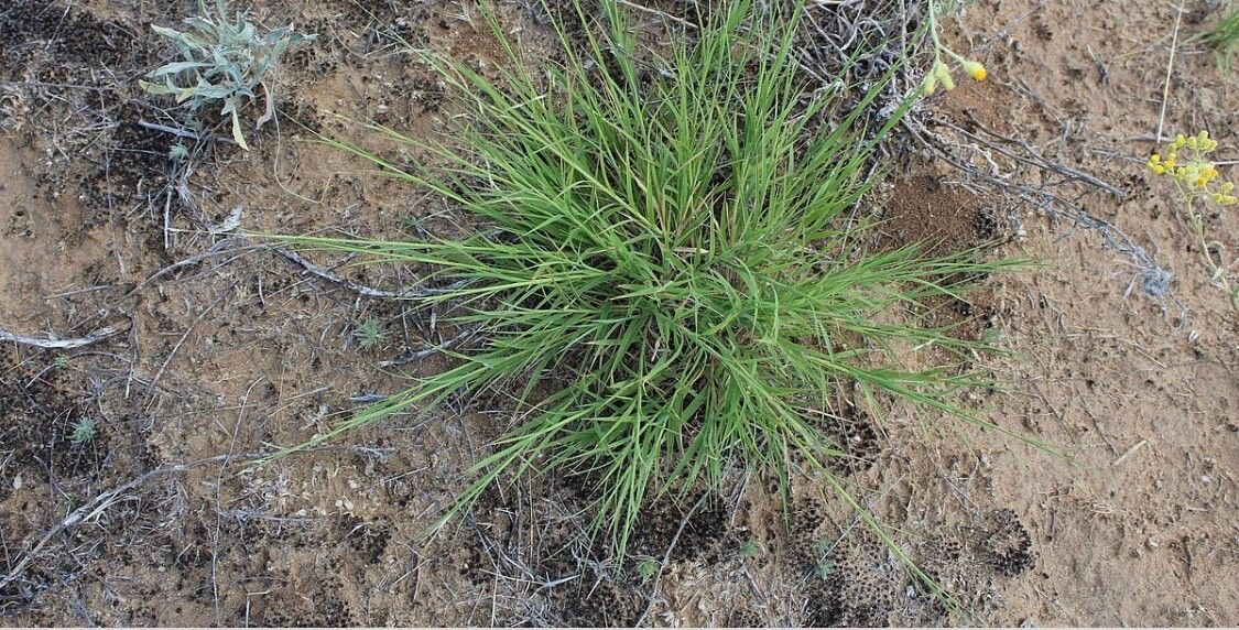 Cleoserrata serrata — related species from the same genus