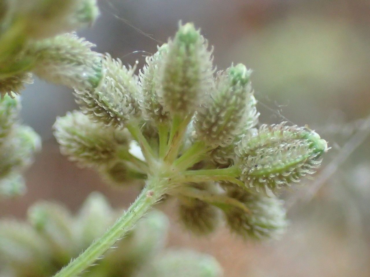 Torilis japonica fruit