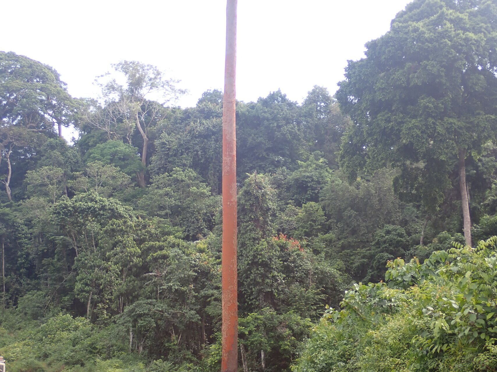 Copaifera religiosa bark