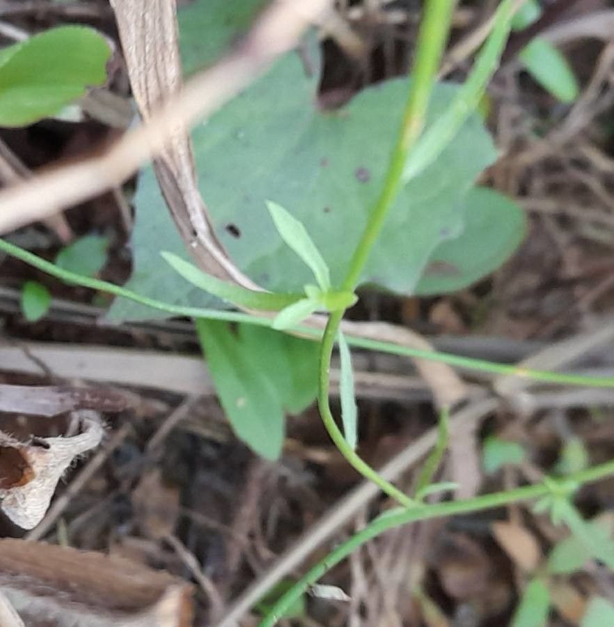 Wahlenbergia linarioides leaf