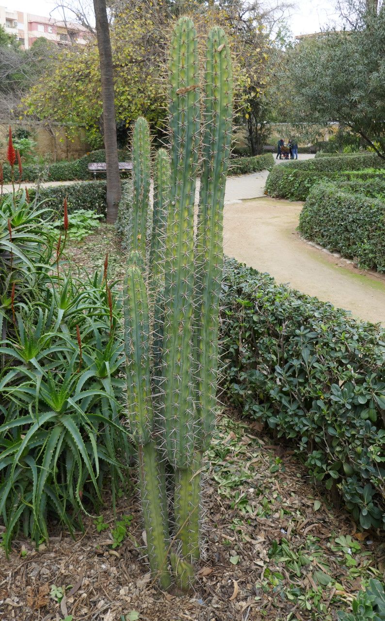 Cephalocereus tetetzo bark