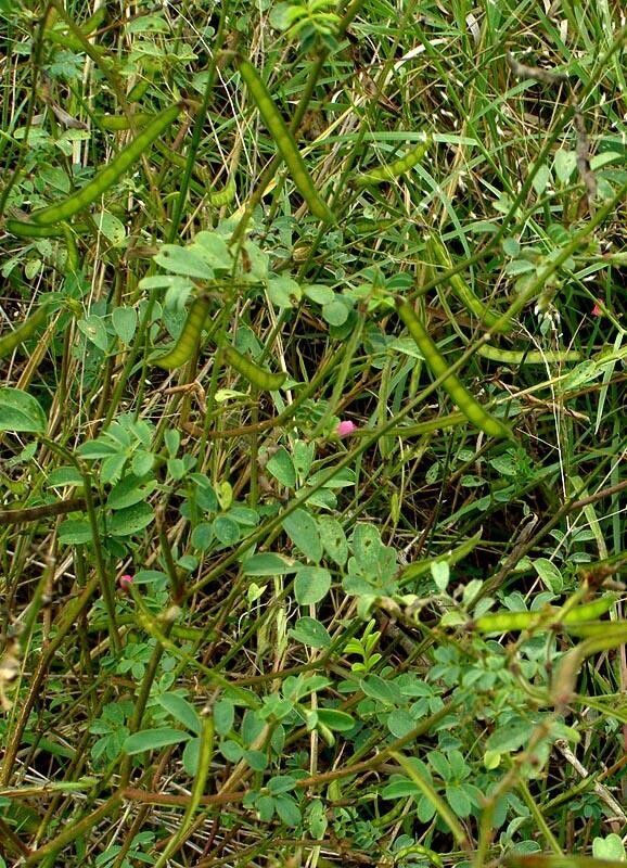 Tephrosia rhodesica habit