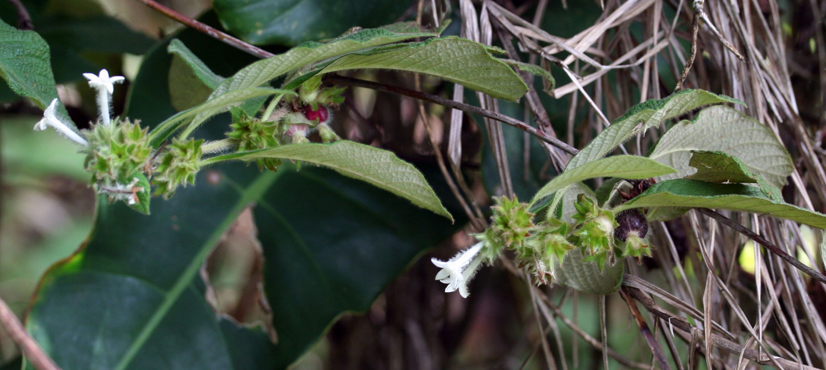 Sabicea velutina flower